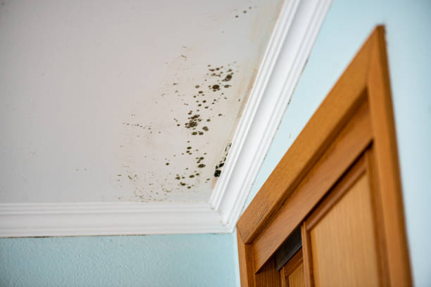 Best DIY Mold Remediation Support Services in Annetta, TX