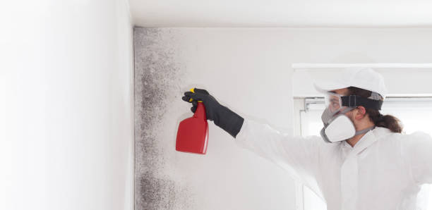 Best White Mold Remediation in Annetta, TX