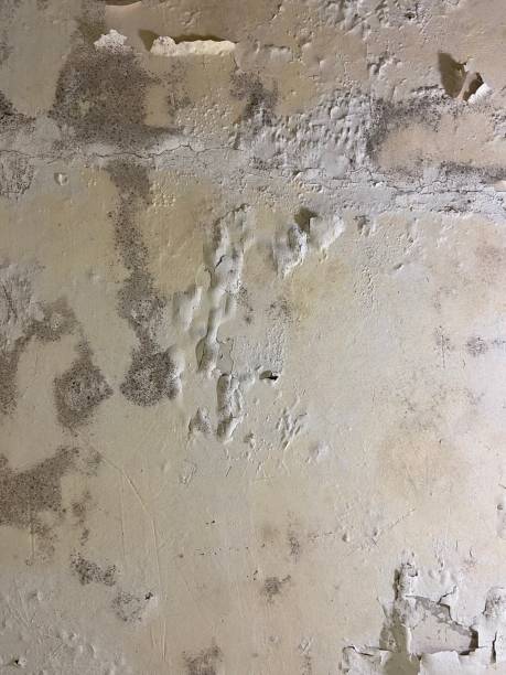 Best Post-Flood Mold Remediation in Annetta, TX