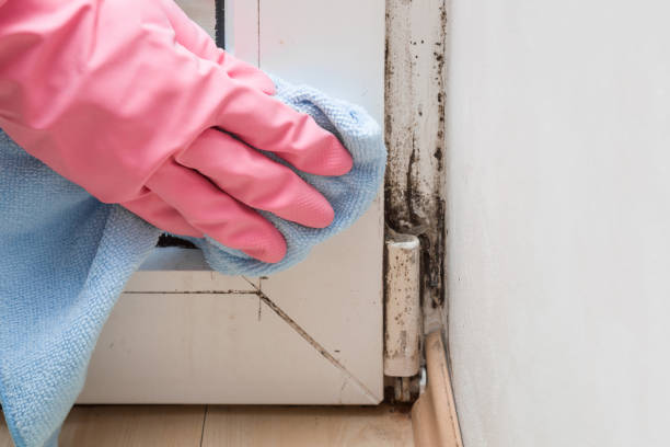Trusted Annetta, TX Mold Remediation Experts