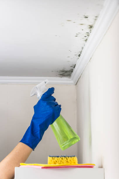Best Mold Remediation for Specific Building Types in Annetta, TX